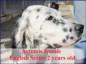 artemis-english-setter-2-years